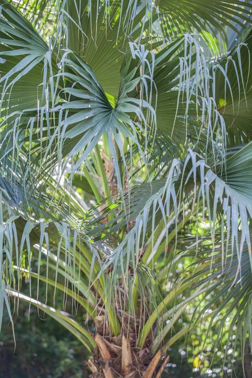 Cape Tribulation Holiday House Esterno foto