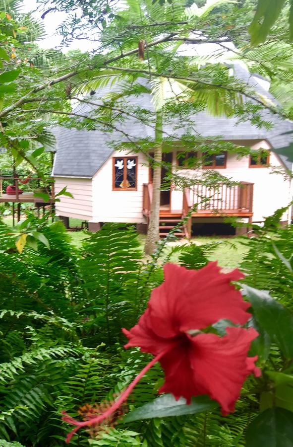 Cape Tribulation Holiday House Esterno foto